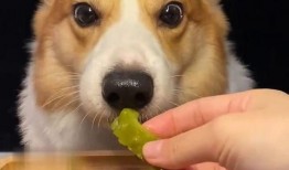 网红狗子张悦吃瓜,吃瓜界的“小达人”